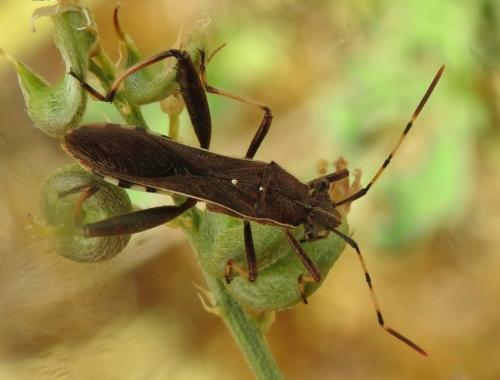 Réf. 265 538 : Camptopus lateralis